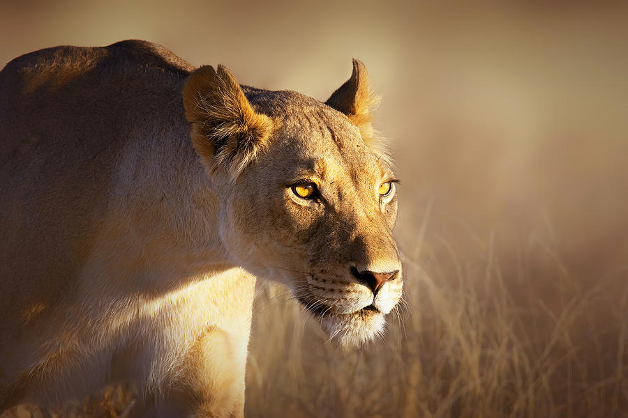 Nature Photograph - Lioness portrait-1 by Johan Swanepoel