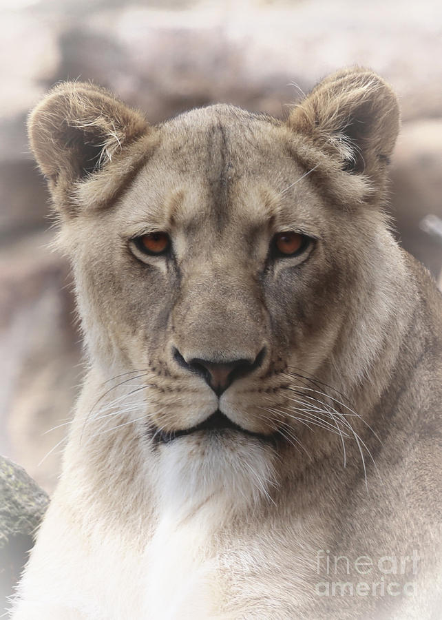 Lioness Portrait Photograph by D Wallace