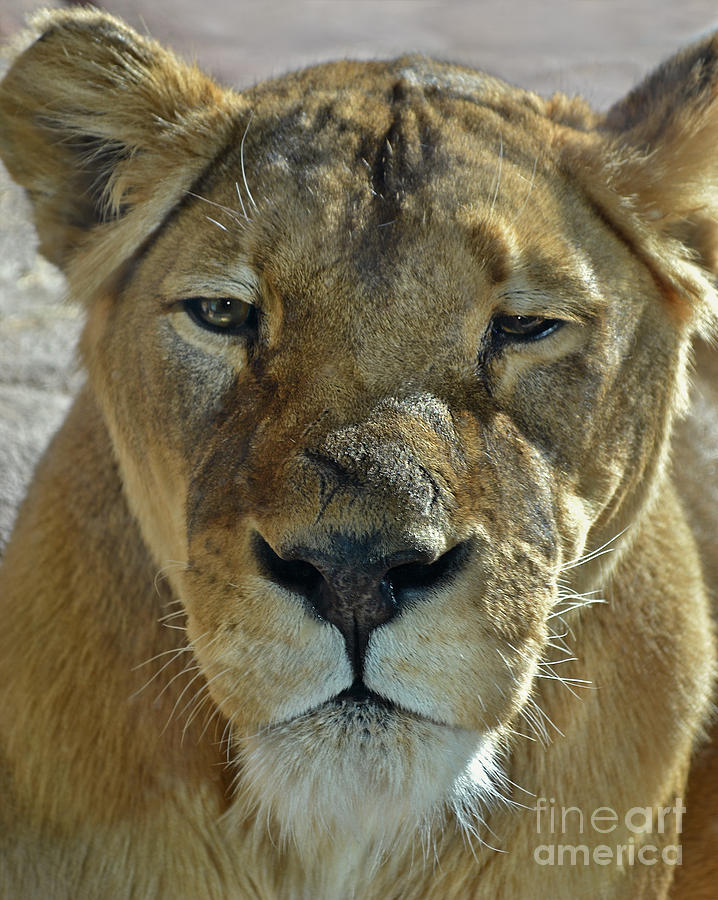 Lioness Portrait Photograph