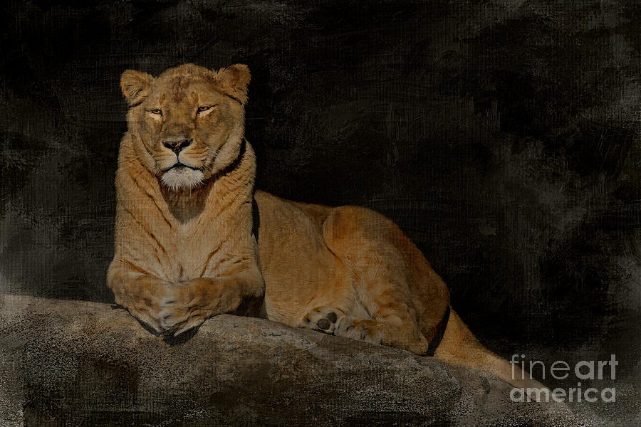Lioness Portrait Photograph by Jayne Carney