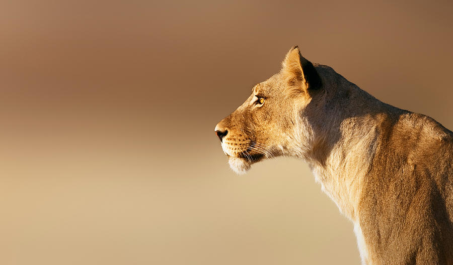 Wildlife Photograph - Lioness portrait by Johan Swanepoel