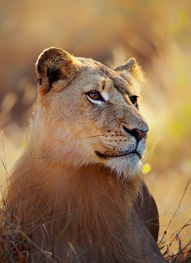 Lioness Portrait Lying In Grass Photograph