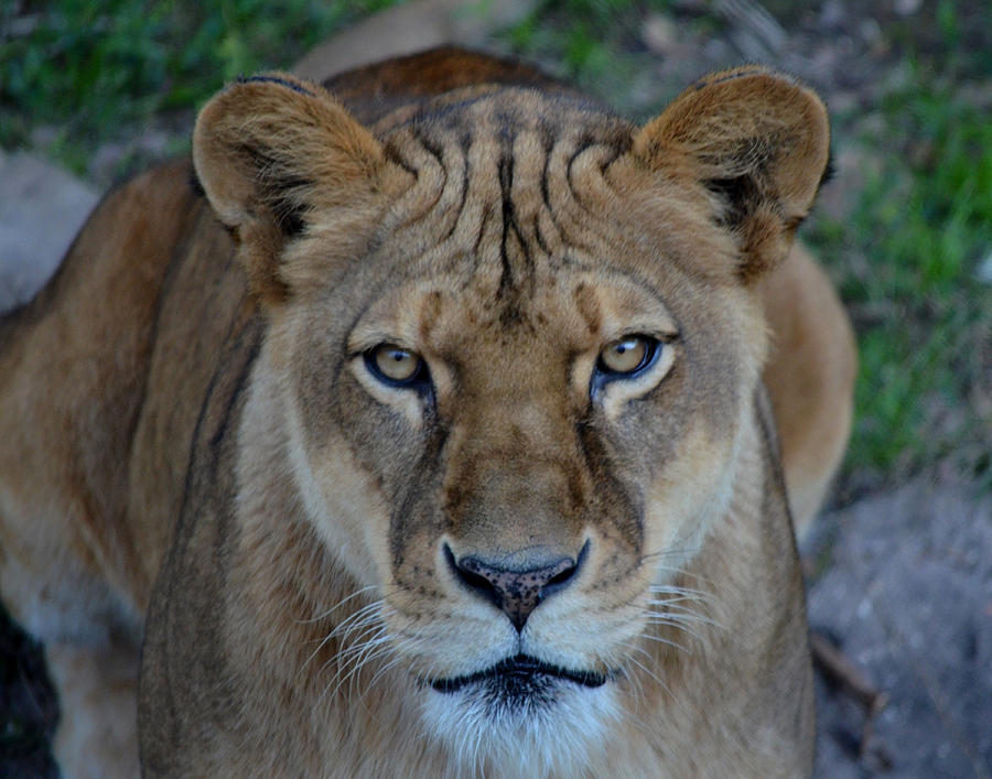 Lioness portrait Photograph by Maggy Marsh