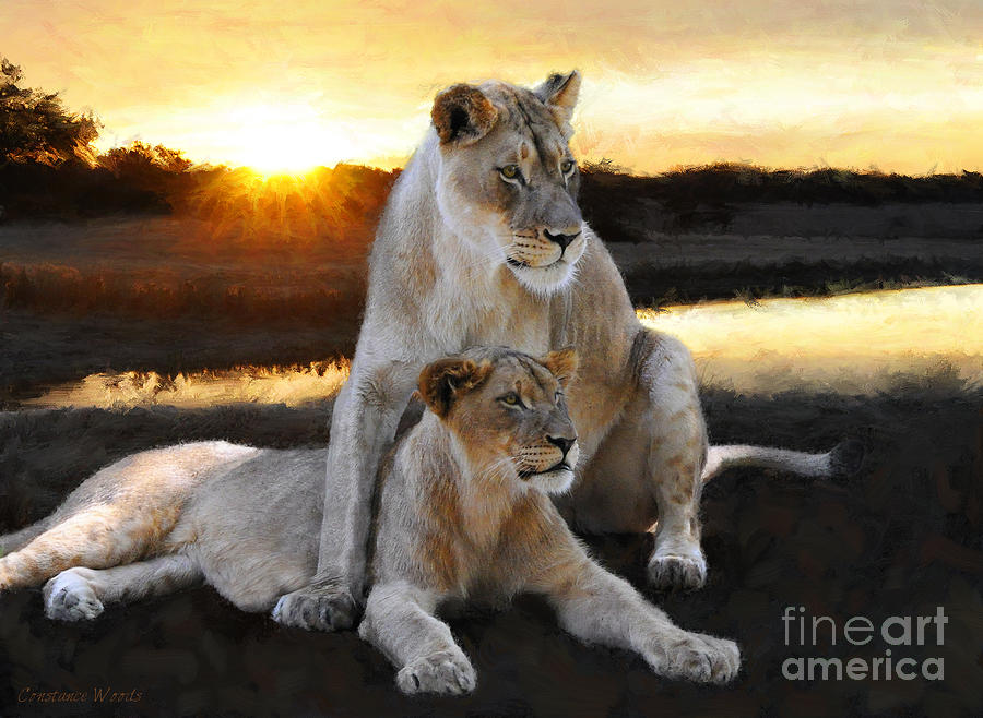 Wildlife Painting - Lioness Protector by Constance Woods
