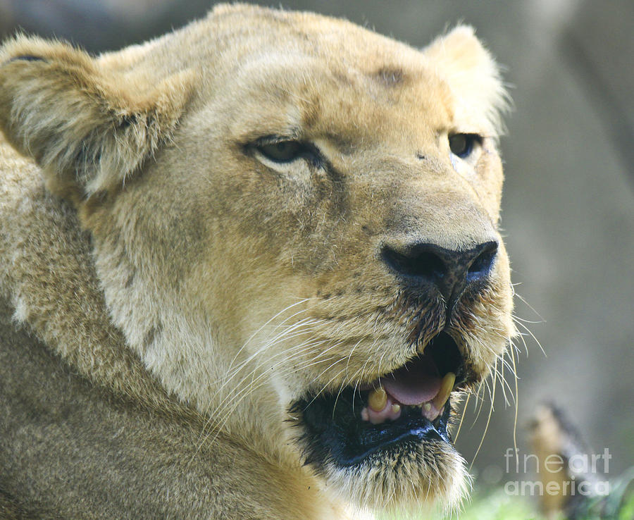 Lioness Photograph by Richard Lynch