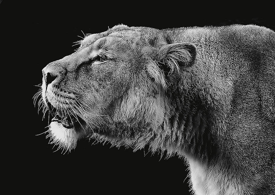 Wildlife Photograph - Lioness by Roy Crowther