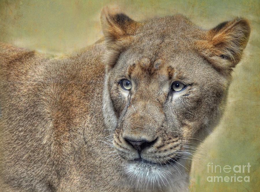 Lioness Photograph by Savannah Gibbs