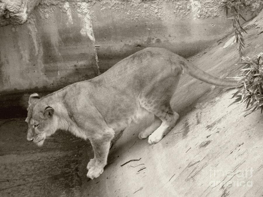 Lioness Sepia Photograph by Joseph Baril