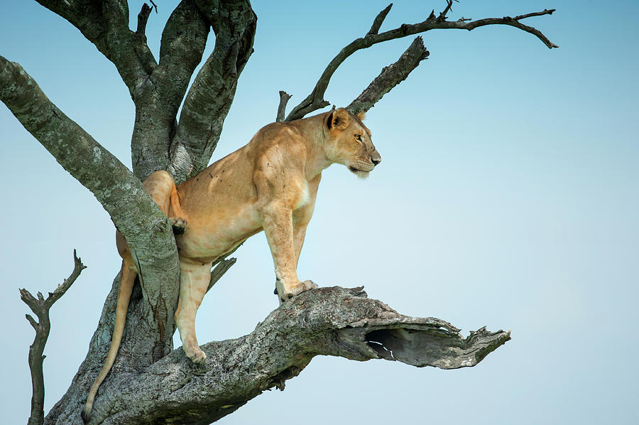 Lioness Sitting In An Acacia Tree Photograph by Guenterguni