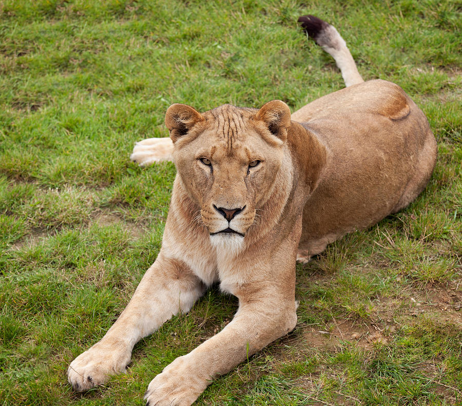 Lioness Photograph - Lioness Sitting In Grass by Gillian Dernie Lioness Photograph - Lioness Sitting In Grass by Gillian Dernie