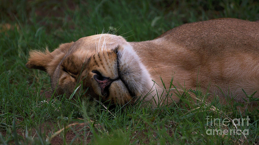 Lioness Sleeps Tonight Photograph by Mareko Marciniak