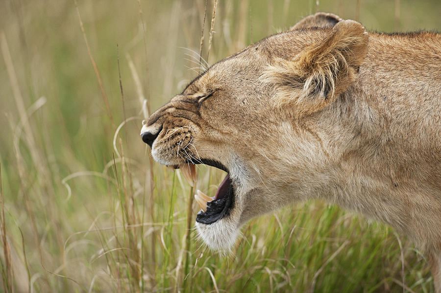 Lioness snarling head profile portrait Photograph by Anup Shah