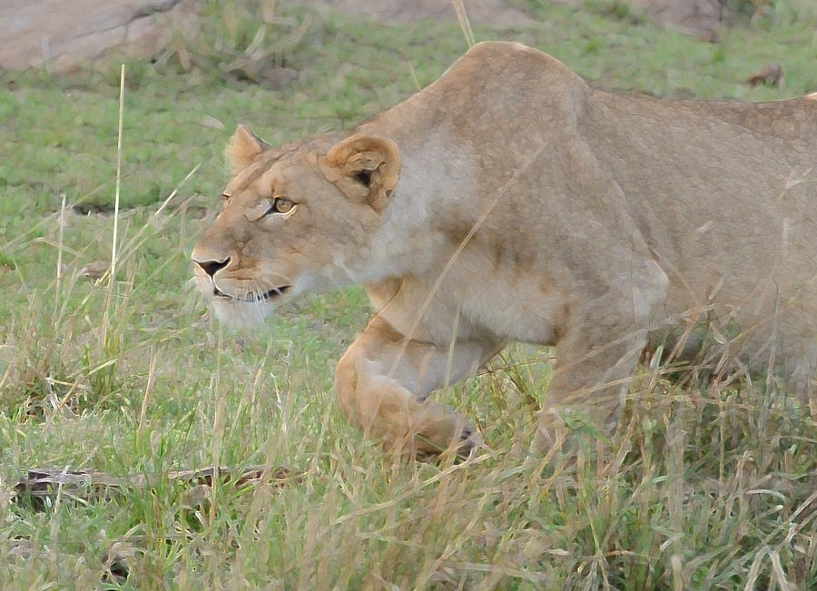 Lioness Stalking Prey Photograph by Tom Wurl