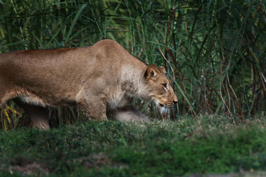 Lioness Stalking Photograph by Joseph G Holland