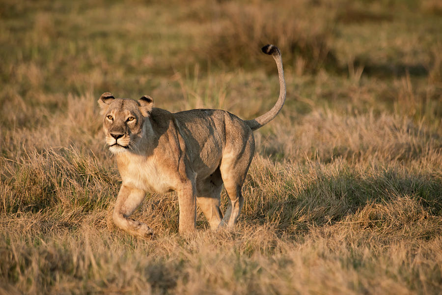 Lion Photograph - Lioness Stalking (large Format Sizes by Sheila Haddad
