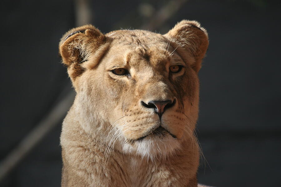 Sunning Lioness Stare Photograph