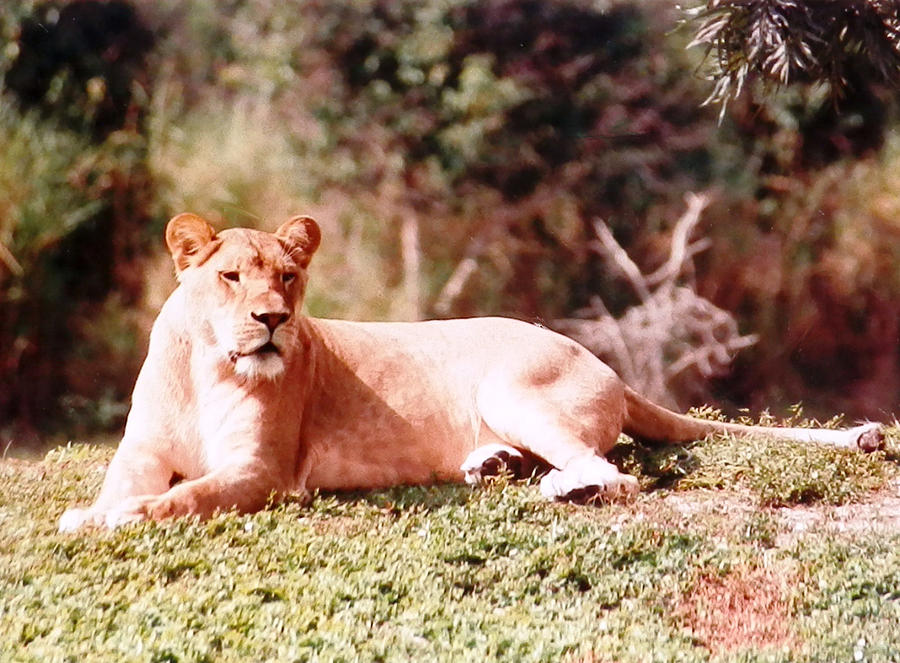 Lioness Sunbathing Photograph by Belinda Lee