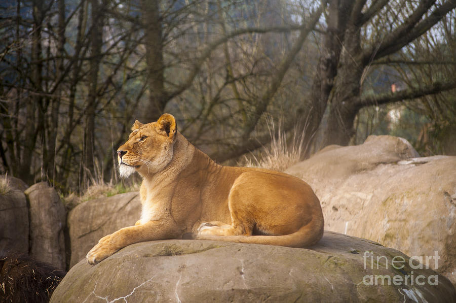 Portland Photograph - Lioness Sunbathing by M J