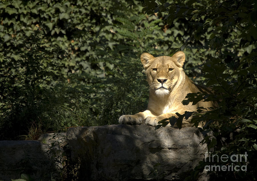 Lioness Photograph by Tom Brickhouse