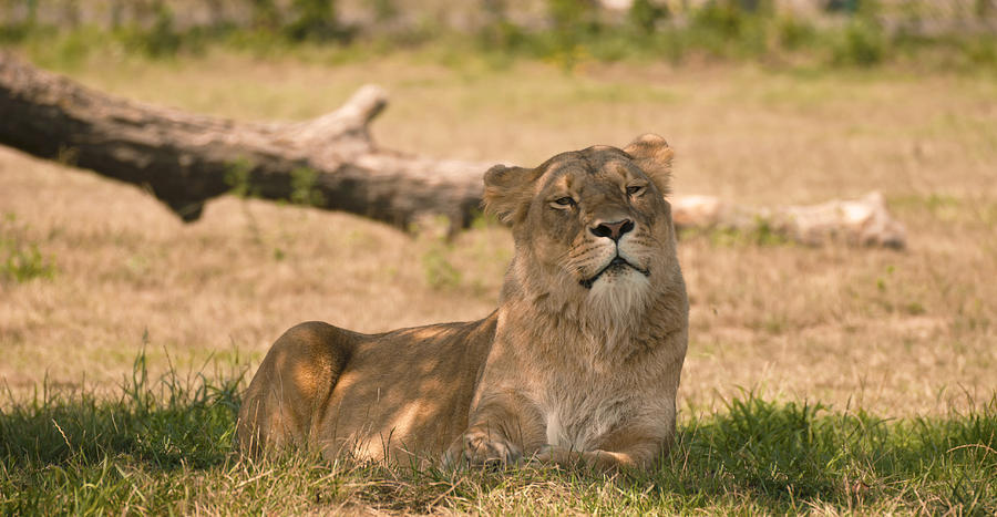 Lioness Photograph by Tracy Winter