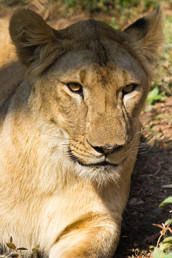 Lioness - up close Photograph by SAURAVphoto Online Store