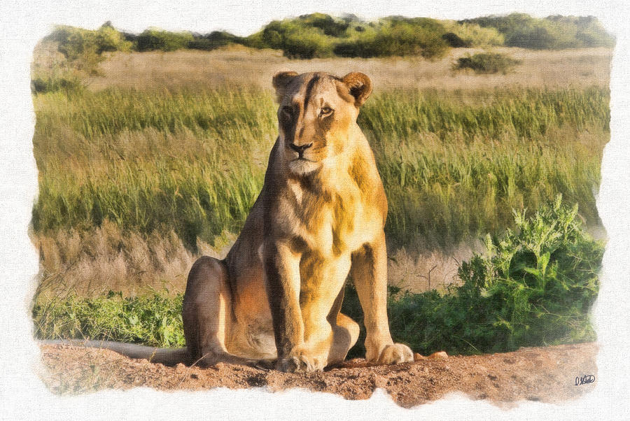 Lioness Watching Painting by Dean Wittle