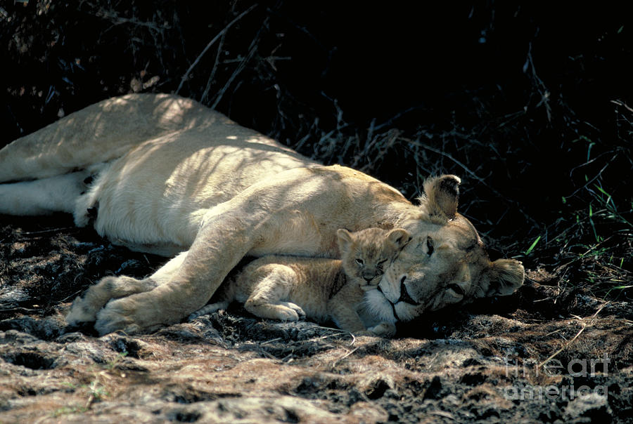Mammal Photograph - Lioness With Cub by Gregory G. Dimijian