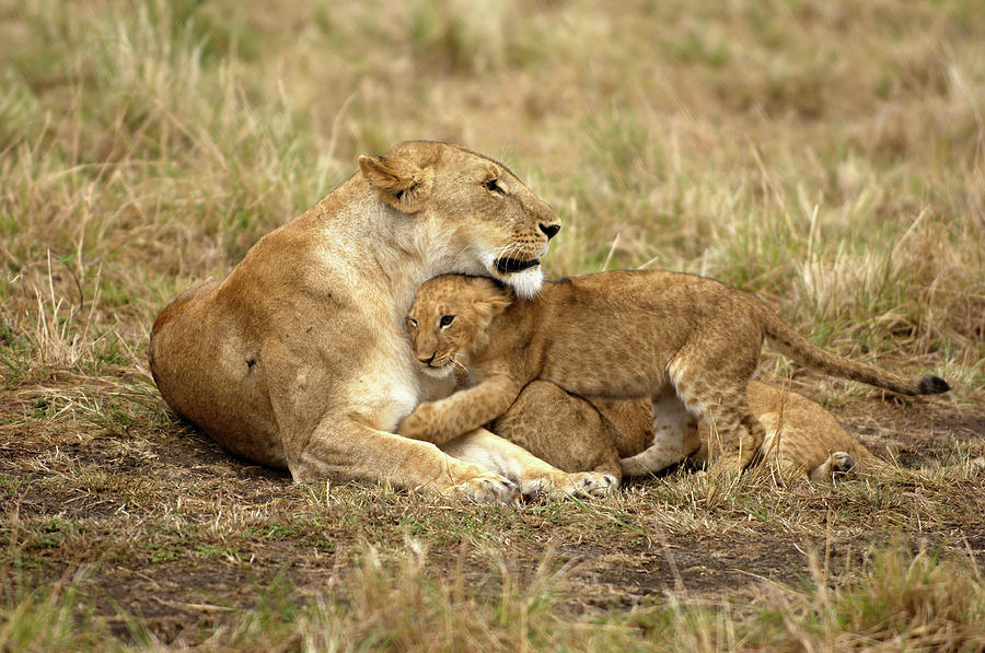 Lioness With Cubs Photograph By Dr P. Marazzi Science Photo Library 