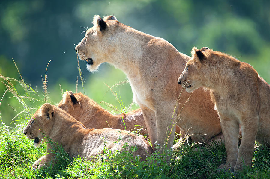 Lioness With Cubs In The Green Plains Photograph by Guenterguni