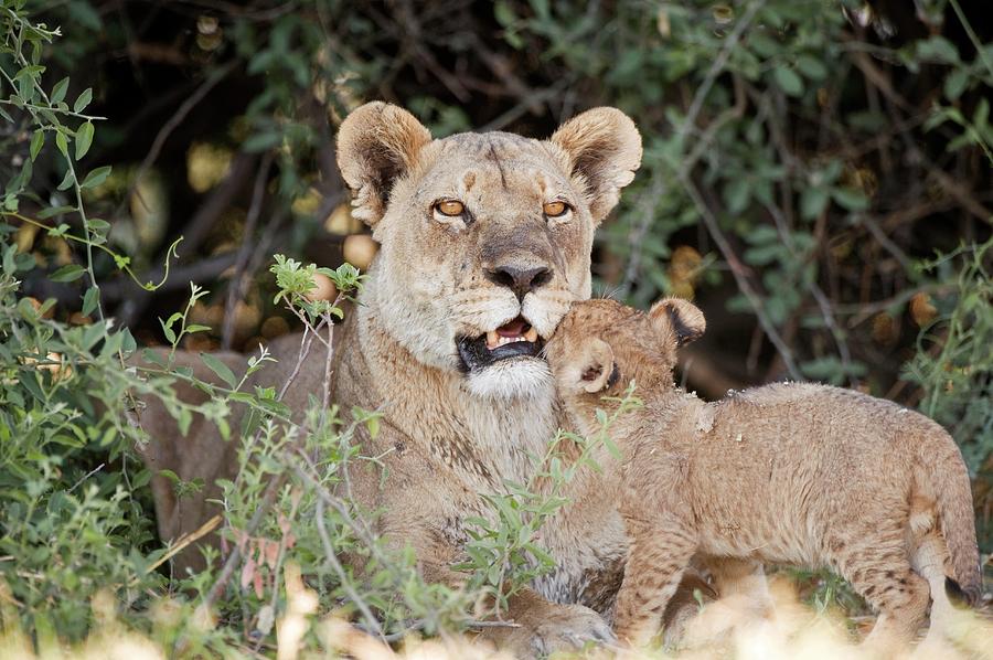 Lioness With Her Cub Photograph by Dr P. Marazzi/science Photo Library