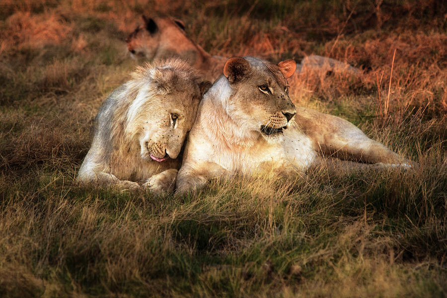 Lion Photograph - Lioness With Juvenile Male Nuzzling by Sheila Haddad