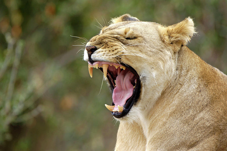 Lioness Yawning Photograph by Dr P. Marazzi/science Photo Library ...