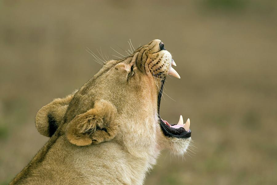 Lioness Yawning Photograph by Peter Chadwick/science Photo Library