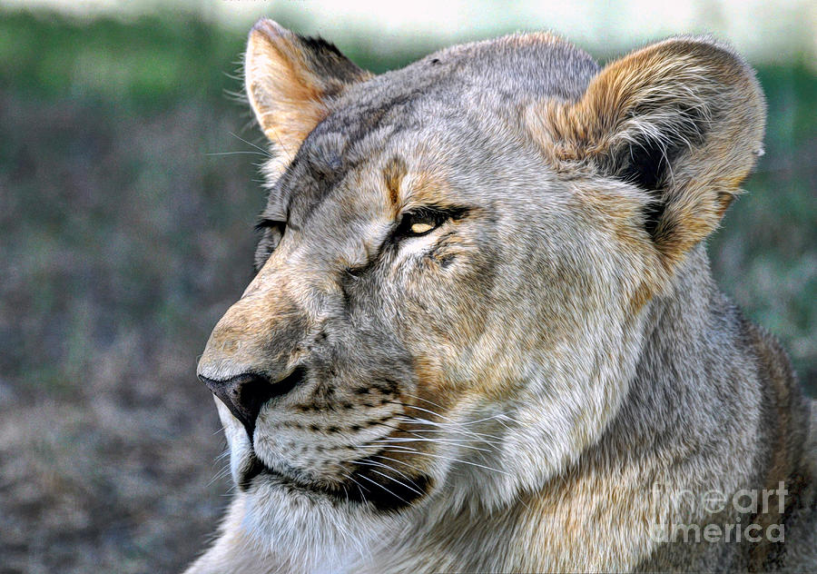 Lioness #2 Photograph by Savannah Gibbs