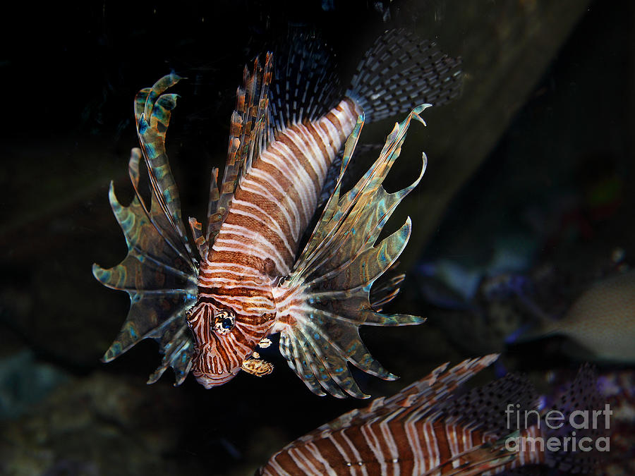Fish Photograph - Lionfish 5D24143 by Wingsdomain Art and Photography