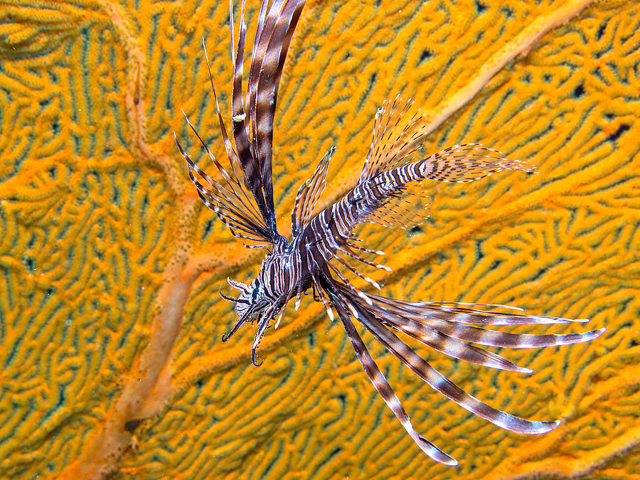 Lionfish Against Yellow Fan Coral Photograph by Gary Hughes