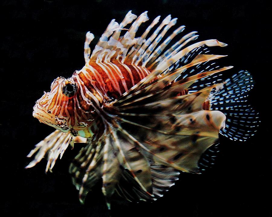 Lionfish Photograph by Benjamin Yeager