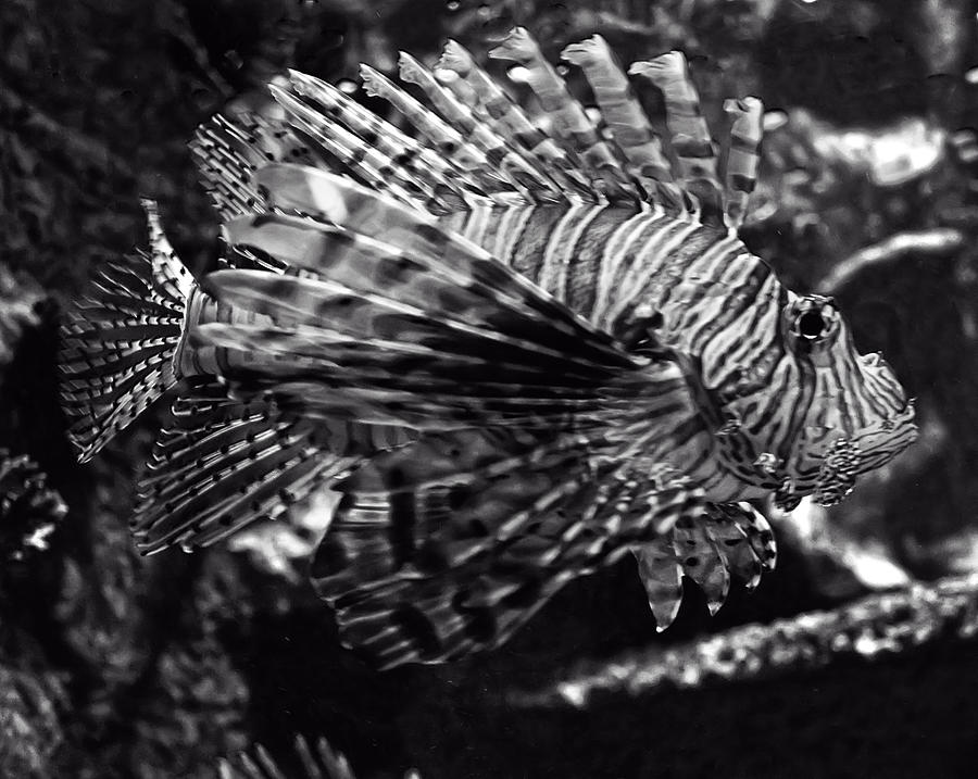 Black And White Photograph - Lionfish by Flees Photos