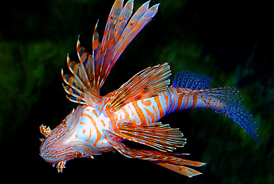 LionFish Photograph by Donna Proctor