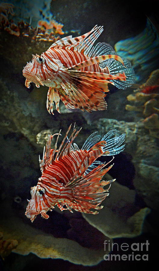 Lionfish II  Photograph by Jim Fitzpatrick