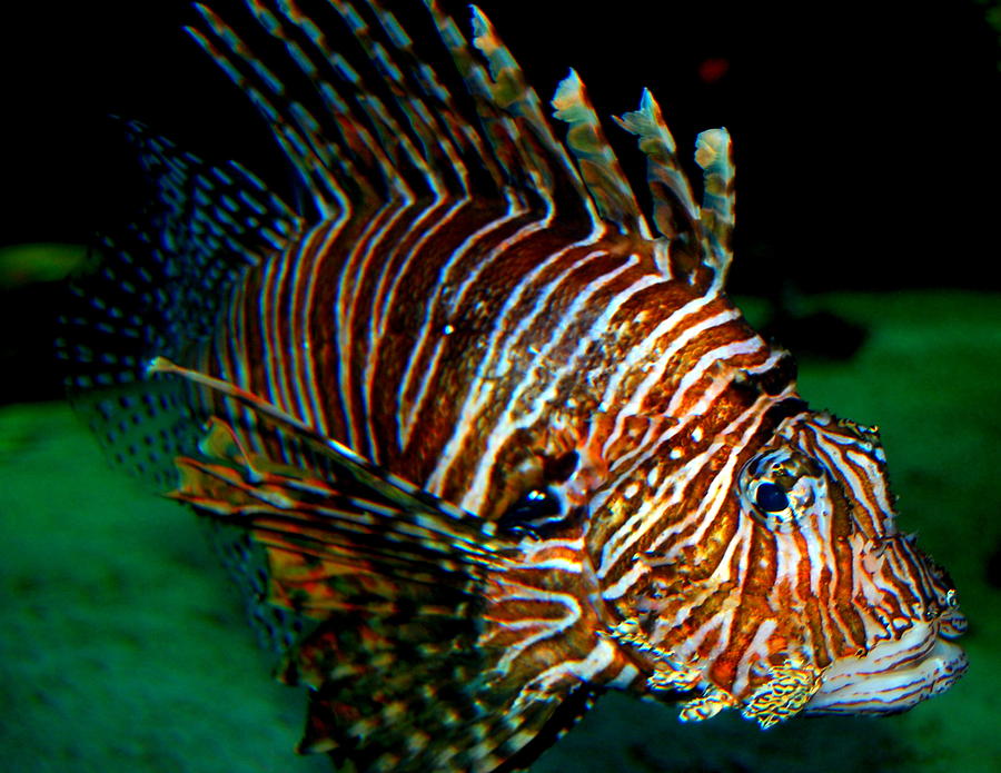 Fish Photograph - LionFish III by Rebecca West