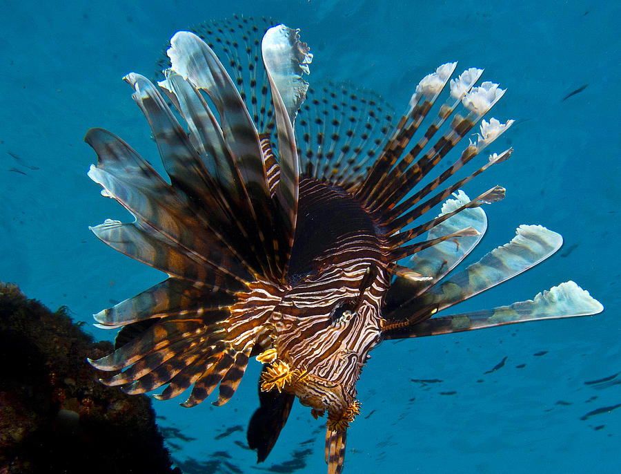 Lionfish in the Sky Photograph by Gary Hughes