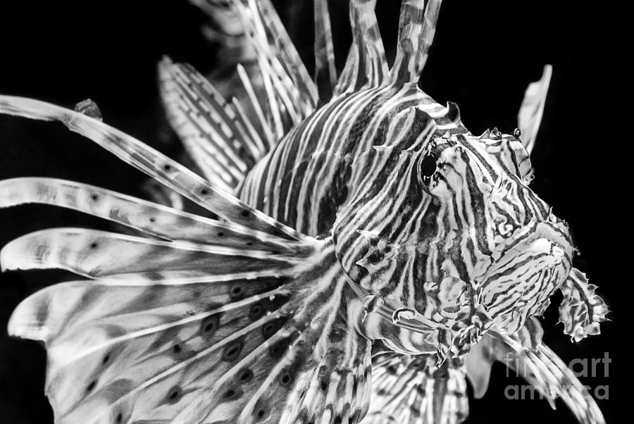 Fish Photograph - Lionfish by Jamie Pham