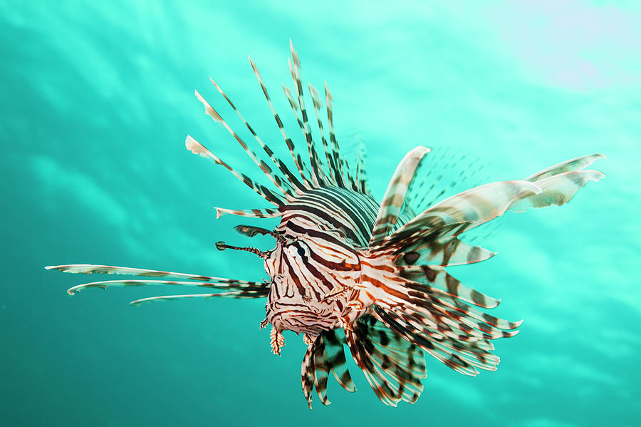 Lionfish Photograph by Michele Westmorland