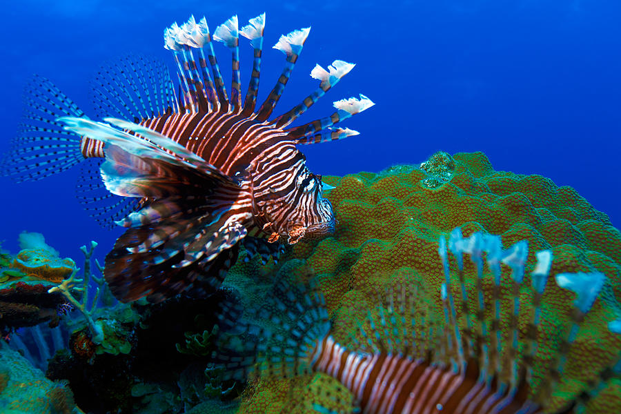 Lionfish near coral Cayo Largo Cuba Photograph by Rostislav Ageev ...