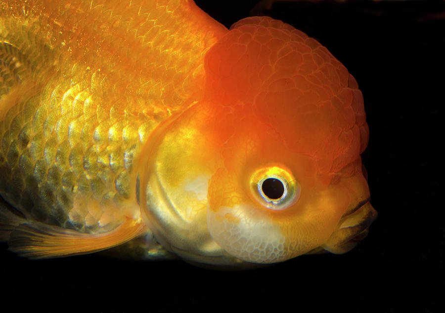 Wildlife Photograph - Lionhead Goldfish by Nigel Downer