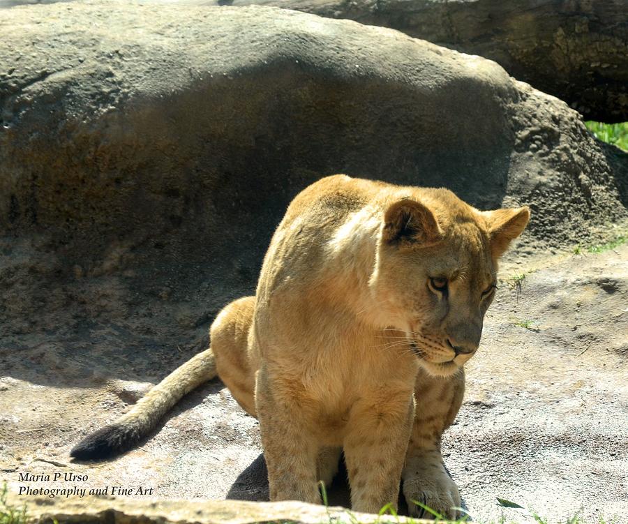 Lionness 2 Photograph by Maria Urso
