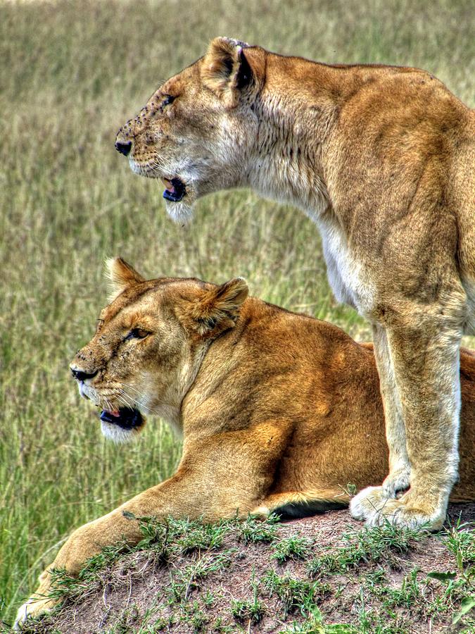 Lions at Masai Mara Game Reserve in Kenya Photograph by Paul James Bannerman