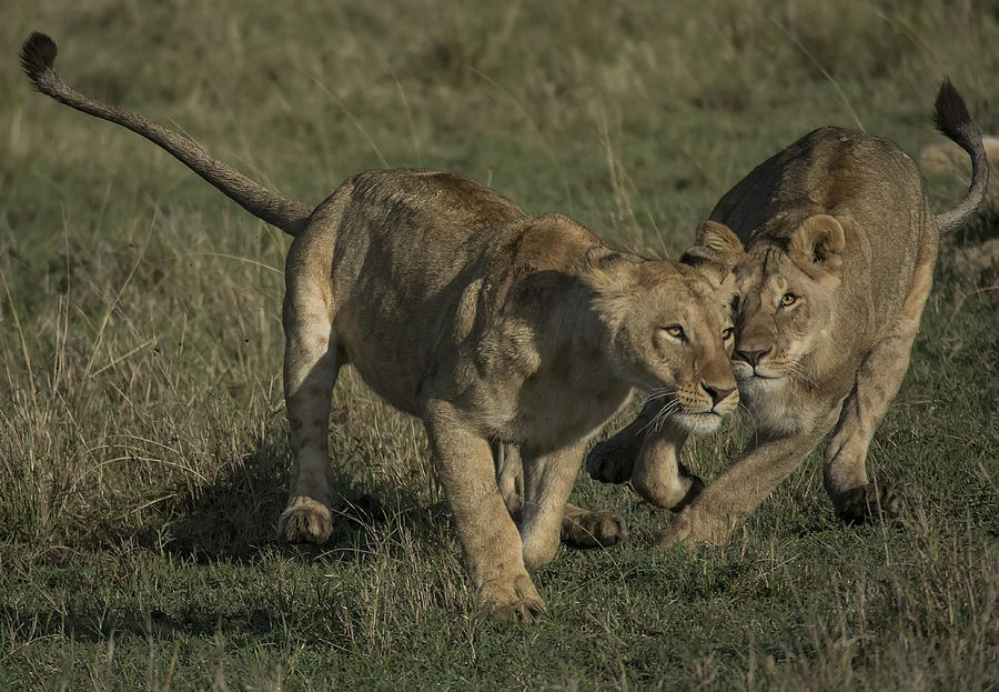 Lions at Play Photograph by Wade Aiken