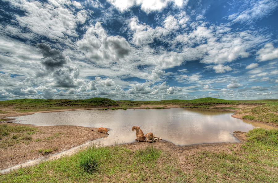 Lions At Serengeti Photograph by Photograph By Kyle Hammons